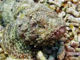 IMG 4099 Scorpionfish